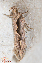 Ornativalva plutelliformis