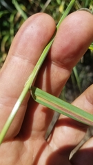 Bromus laevipes