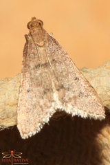 Bostra obsoletalis