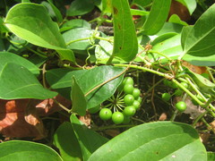 Smilax anceps image