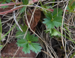 Potentilla crantzii