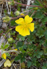 Potentilla crantzii