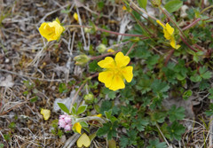 Potentilla crantzii