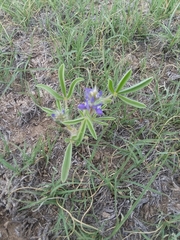 Lupinus pusillus