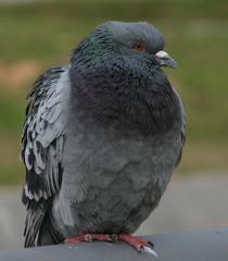 Columba livia