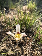 Calochortus nuttallii
