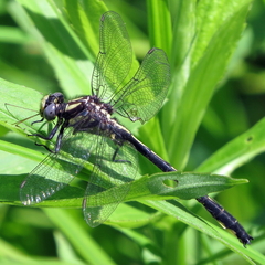 Phanogomphus descriptus