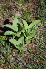 Veratrum californicum