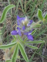Lupinus pusillus
