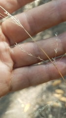 Poa howellii
