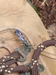 Xyeloidea