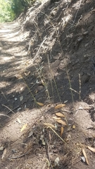 Poa howellii