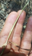 Poa howellii