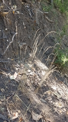 Poa howellii