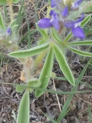 Lupinus pusillus