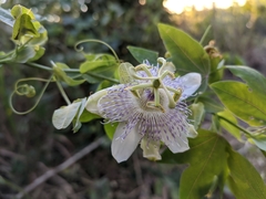 Passiflora giberti