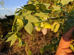 Passiflora giberti
