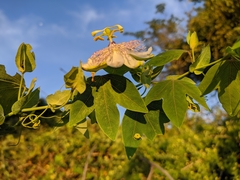 Passiflora giberti