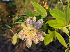 Passiflora giberti
