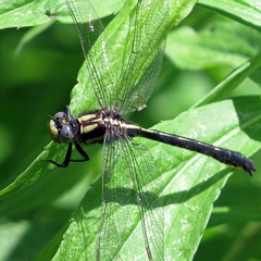 Phanogomphus descriptus