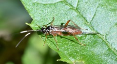 Mesostenus thoracicus