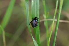 Popillia flavosellata