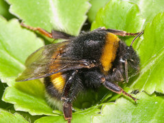 Bombus terrestris