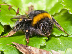 Bombus terrestris