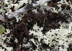 Cetraria nigricans
