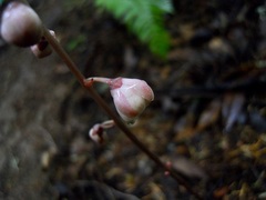 Pyrola aphylla