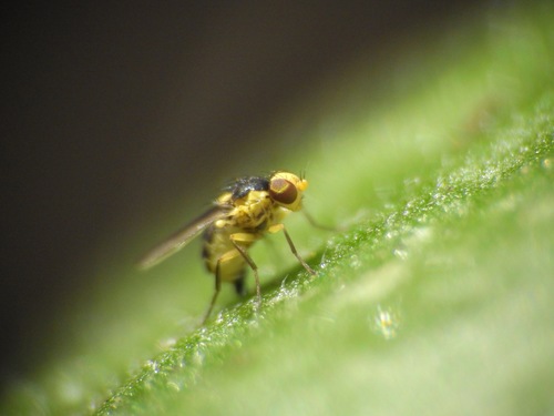 photo of (Liriomyza)