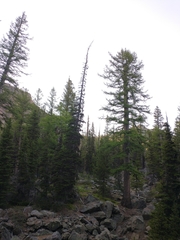 Larix occidentalis