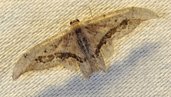 Idaea elata