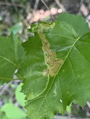 Agromyza alnibetulae