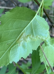 Agromyza alnibetulae