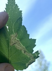 Agromyza alnibetulae