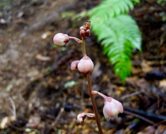 Pyrola aphylla