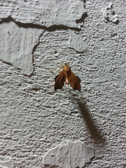 Anarmodia