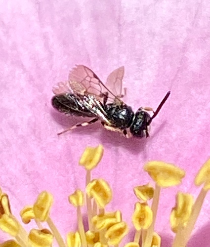 iNaturalist observation photo of Masked Bees