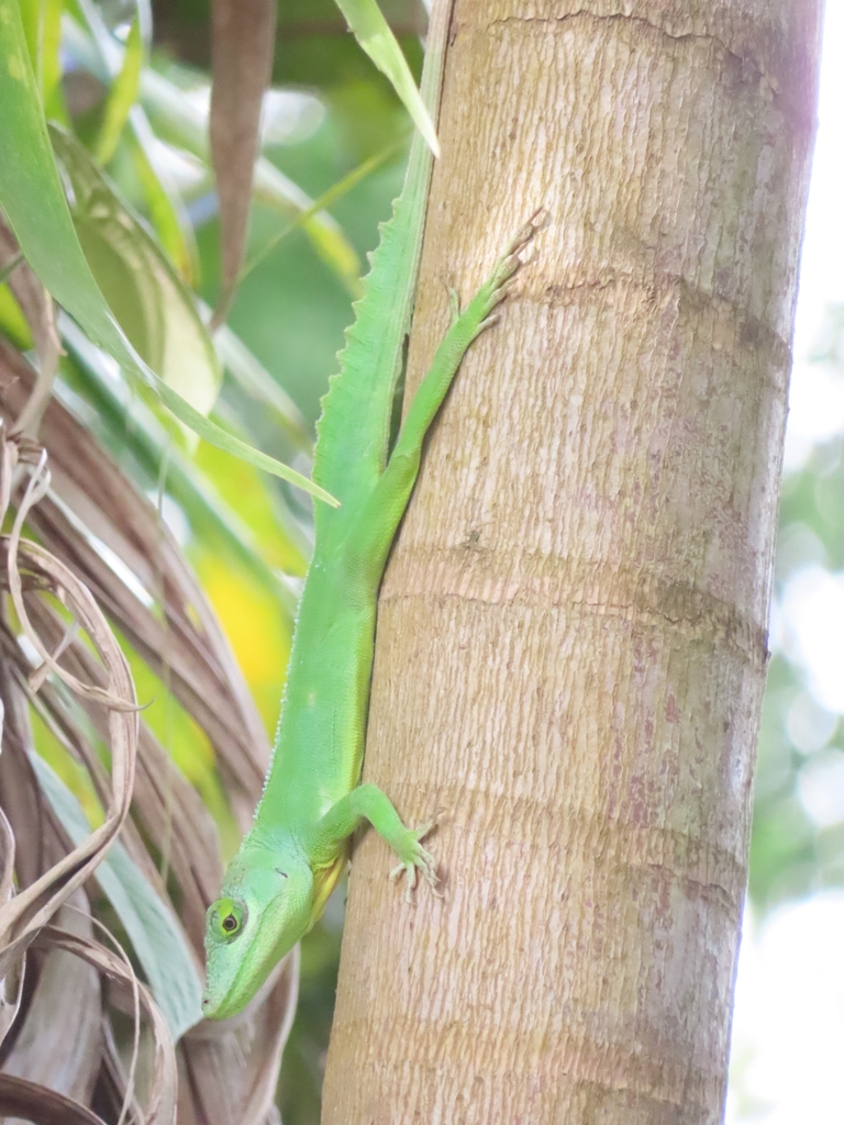 Puerto Rican Giant Anole
