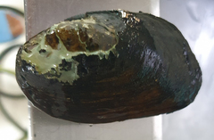 Lamprotula seomjinensis