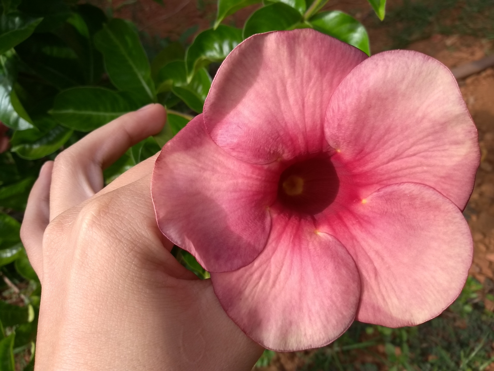 Allamanda blanchetii