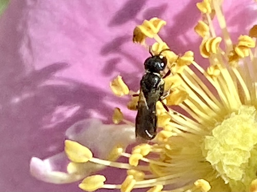 iNaturalist observation photo of Masked Bees