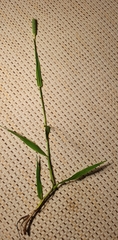 Phleum bertolonii