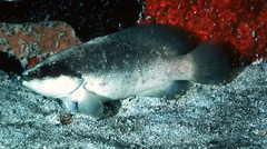 Freckled Soapfish photo 4