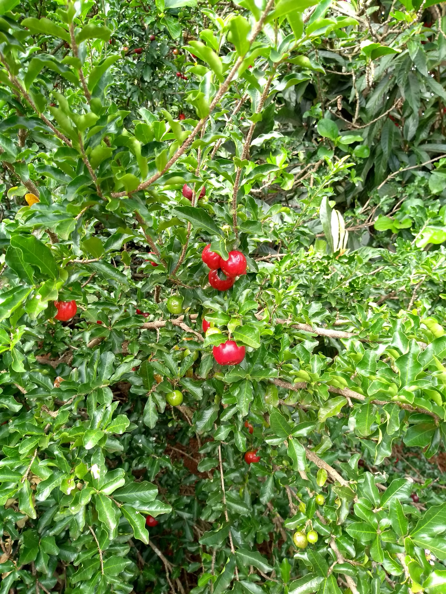Malpighia emarginata