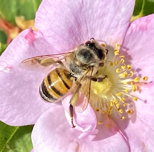 iNaturalist observation photo of Western Honey Bee