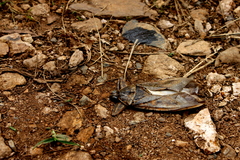 Lethocerus cordofanus