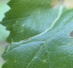Agromyza alnibetulae
