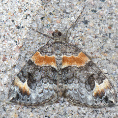 Dysstroma hersiliata